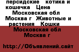 персидские 2 котика и кошечка › Цена ­ 8 000 - Московская обл., Москва г. Животные и растения » Кошки   . Московская обл.,Москва г.